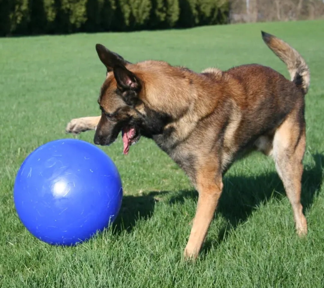 Jolly Pets Push-N-Play Dog Toy